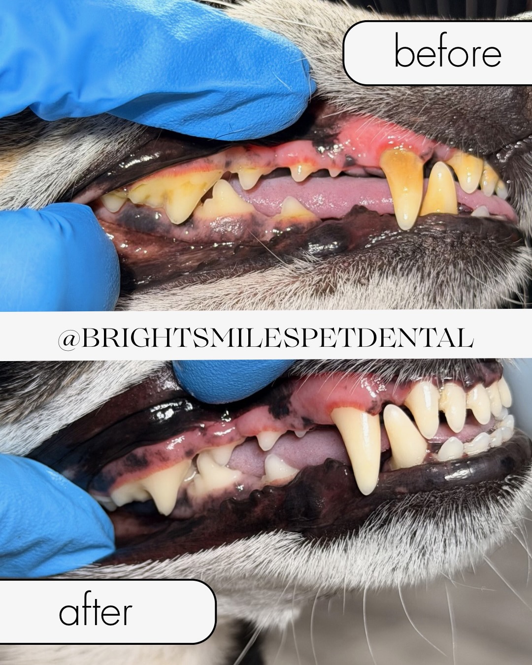 Non-Anesthetic Dog Dental Cleaning: Benefits of Teeth Cleaning Without Anesthesia by Veterinary Professionals
