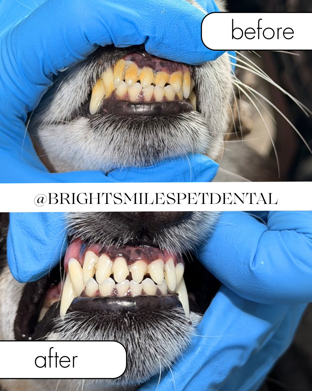 The Best Dental Care Products for Dogs in 2026 (Vet-Recommended Guide)