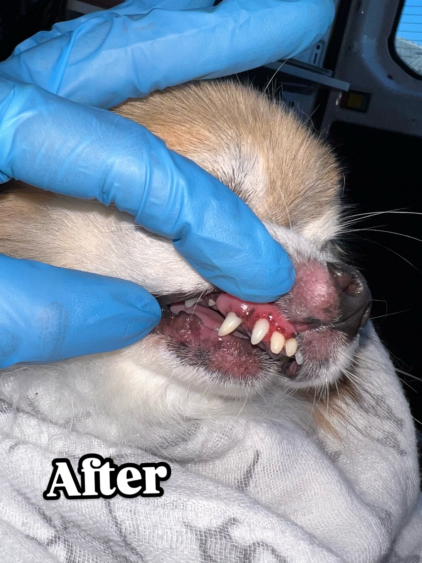 After - tartar removal
