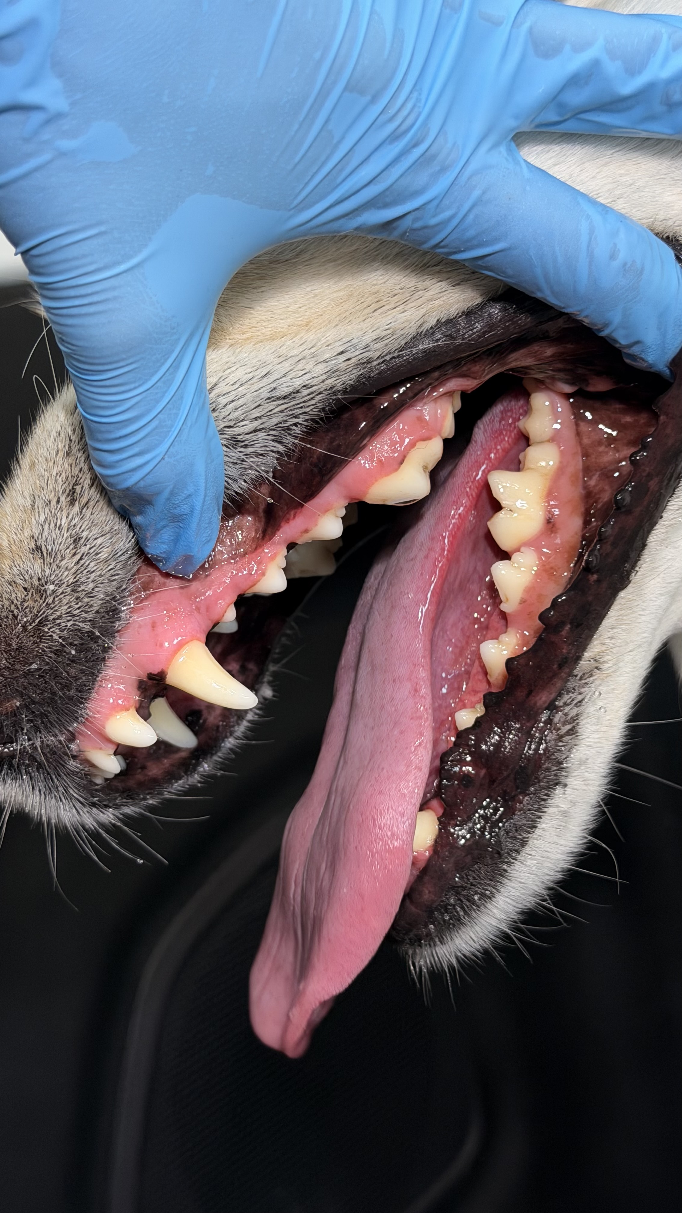 After - Mild tartar buildup , no sings of periodontal disease 
