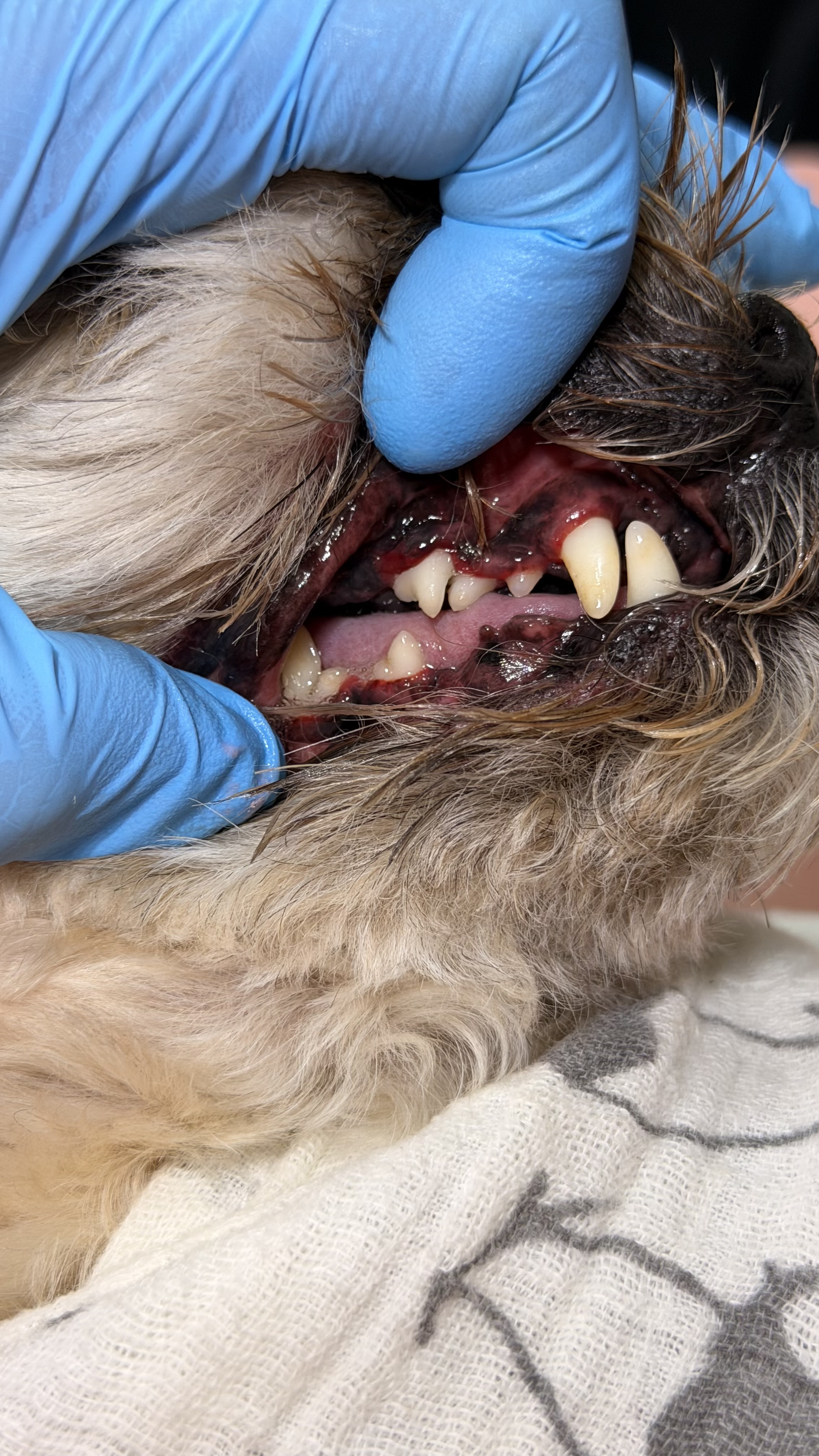 After - Chewie 9 years old shorkie 