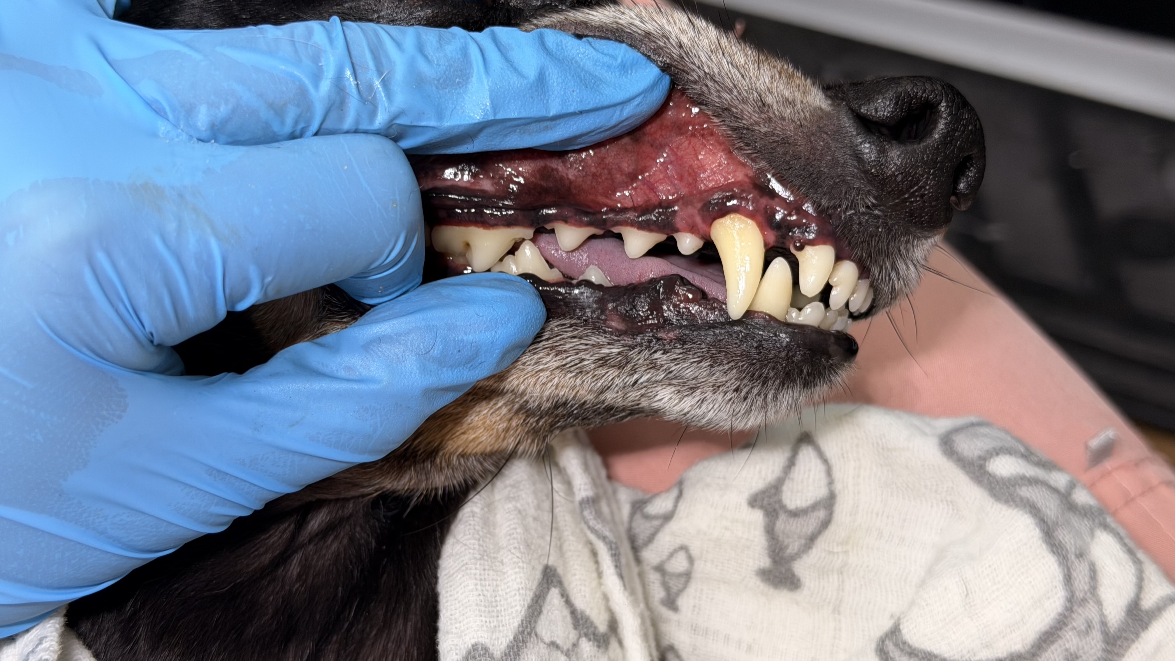 After - Mild tartar removal right side