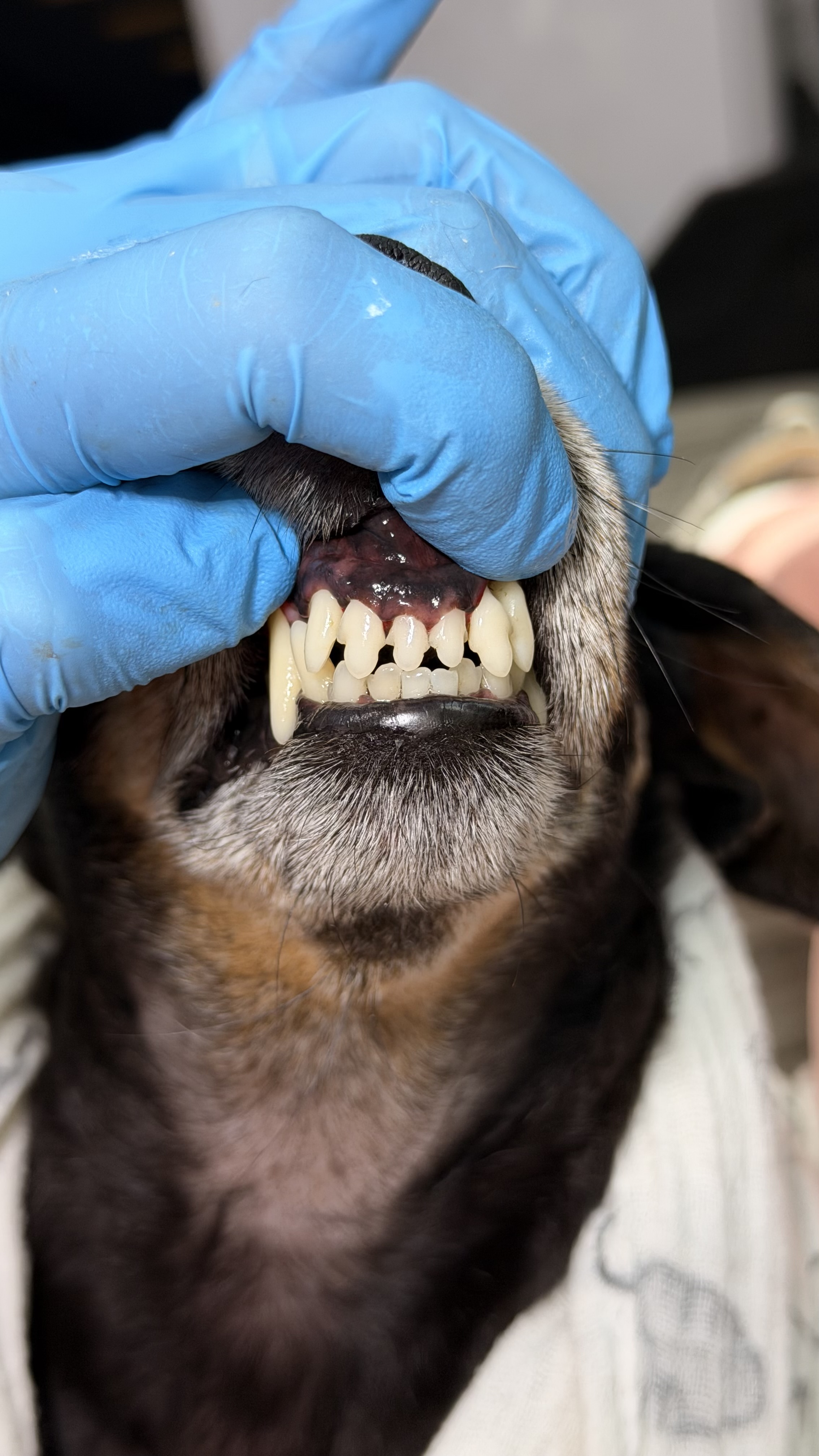 After - Mild tartar removal