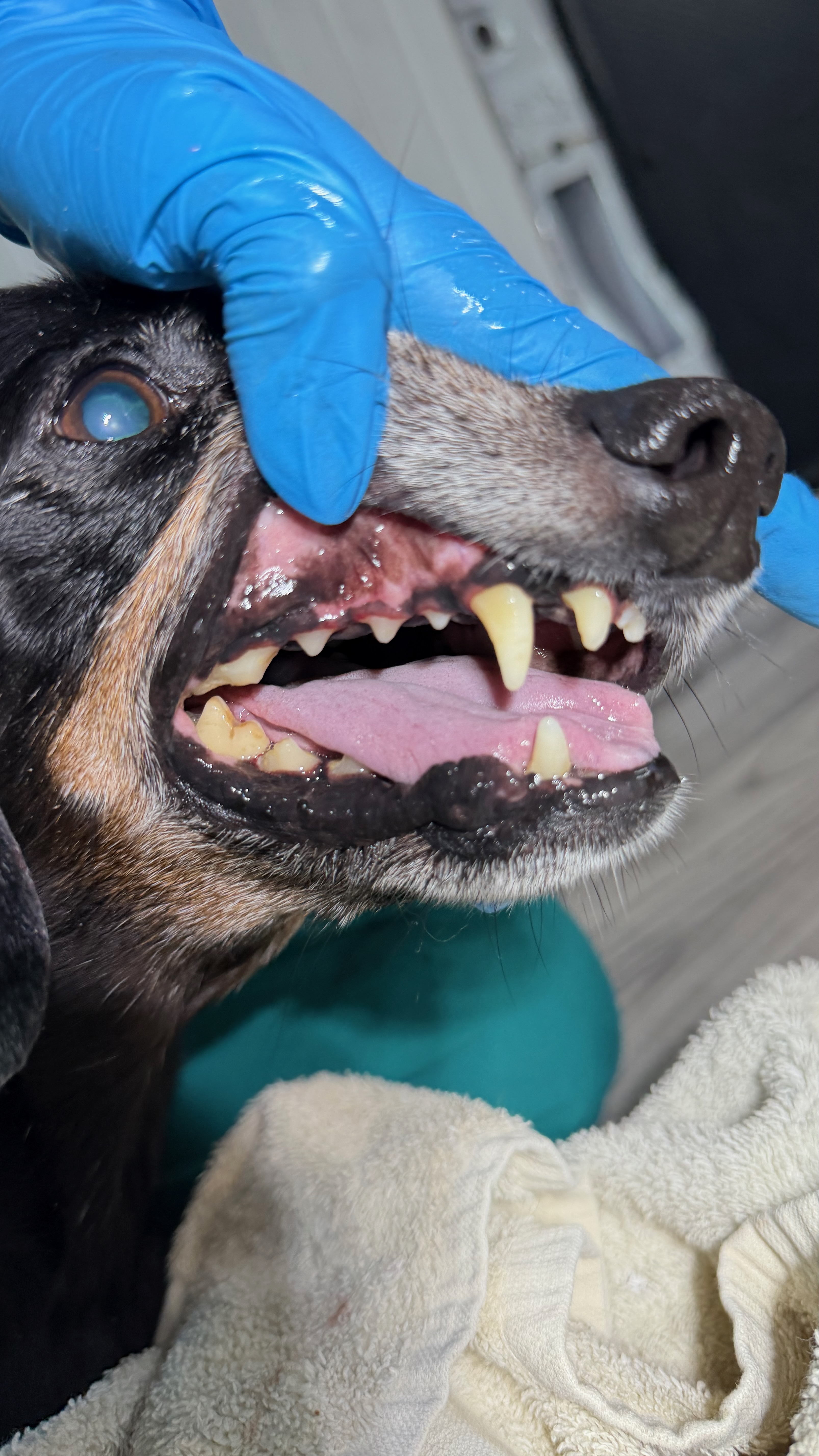 After - Heavy tartar removal