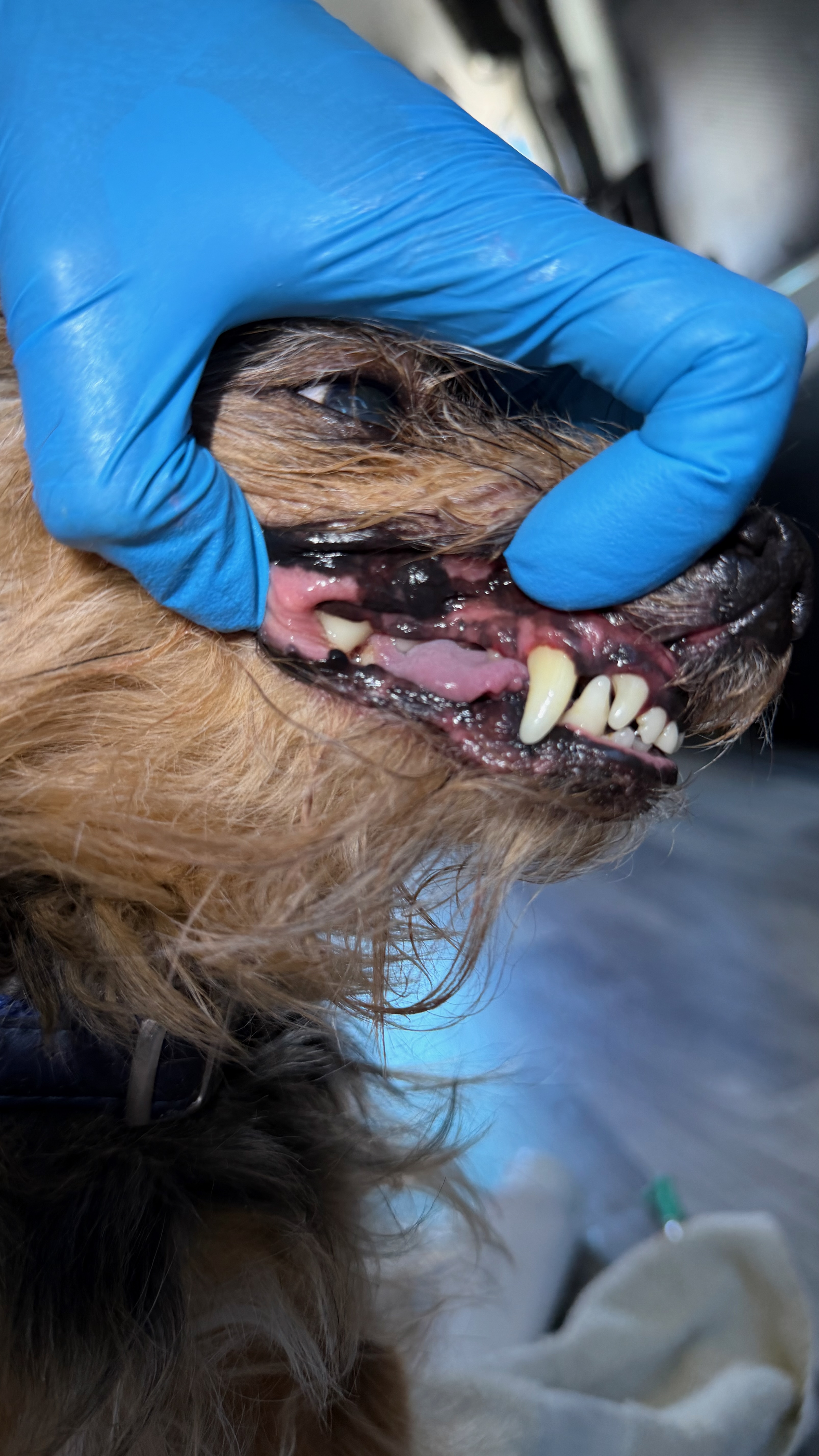 After - Heavy plaque and tartar 