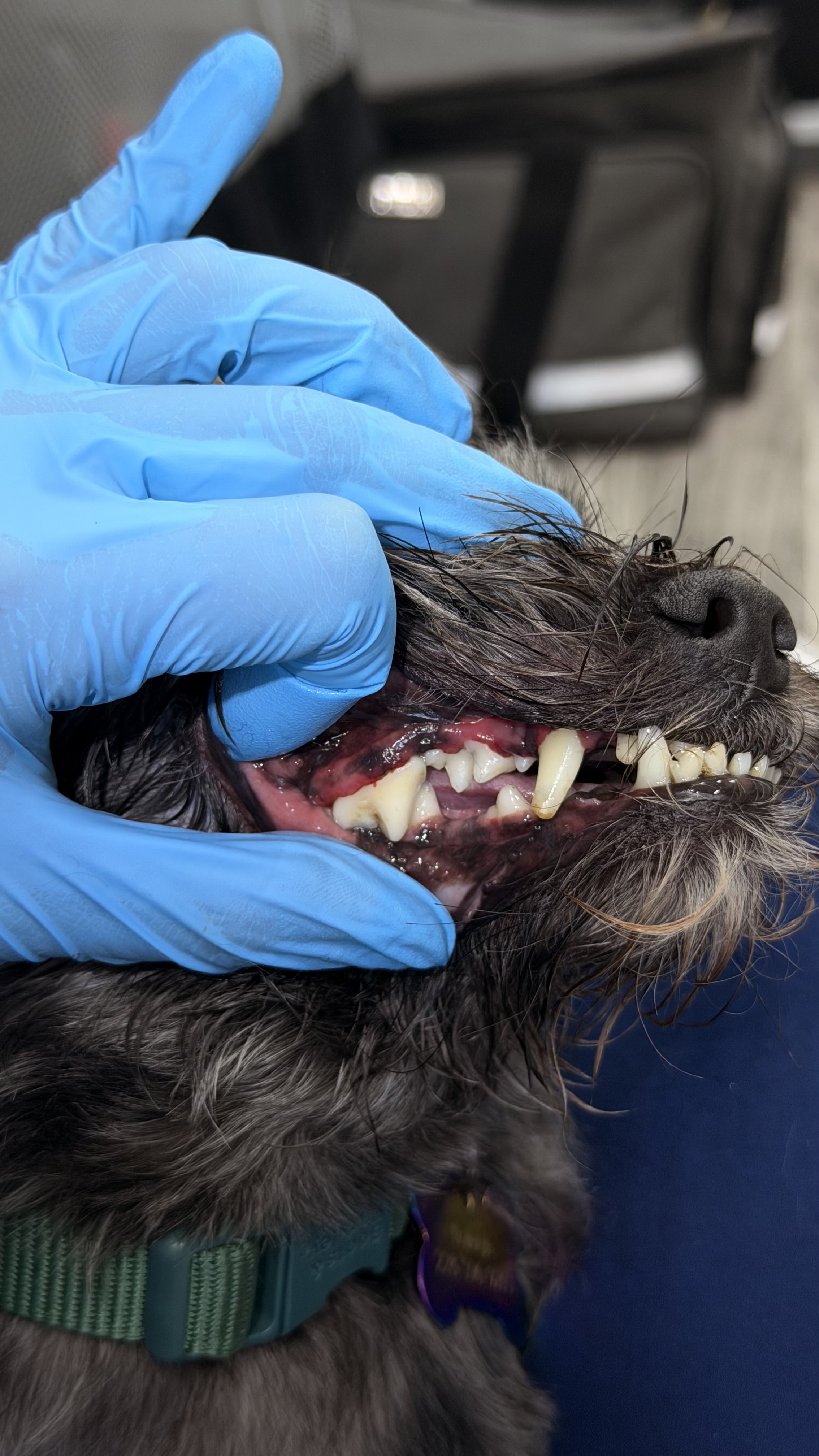 After - Tartar Removal from 10 Year Old 