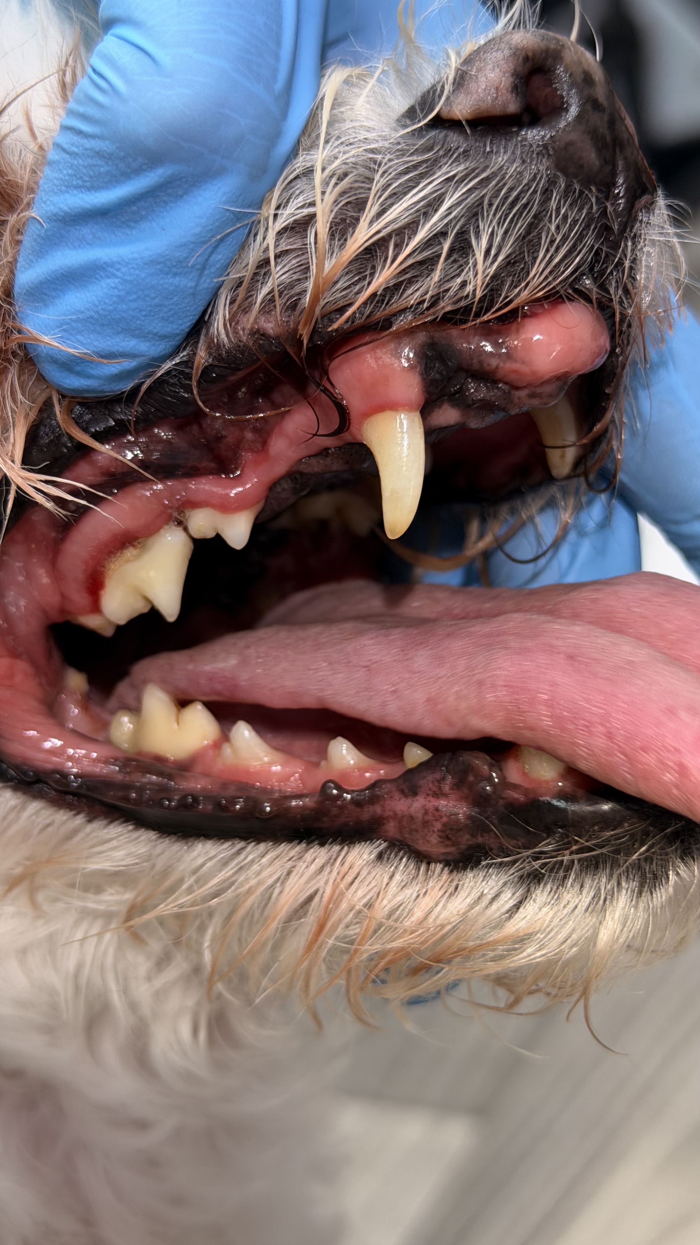 After - Tartar removal 