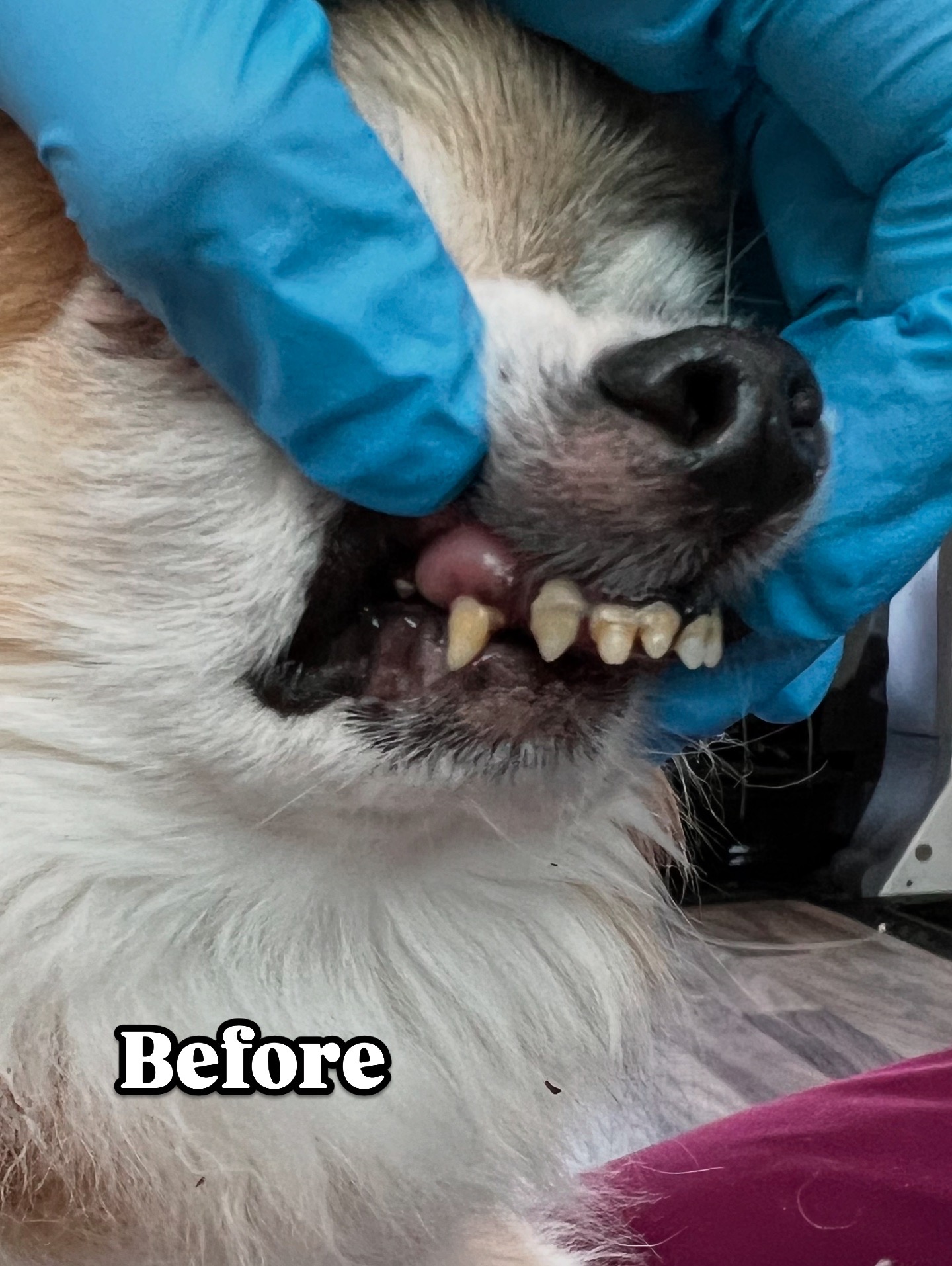 Before - tartar removal