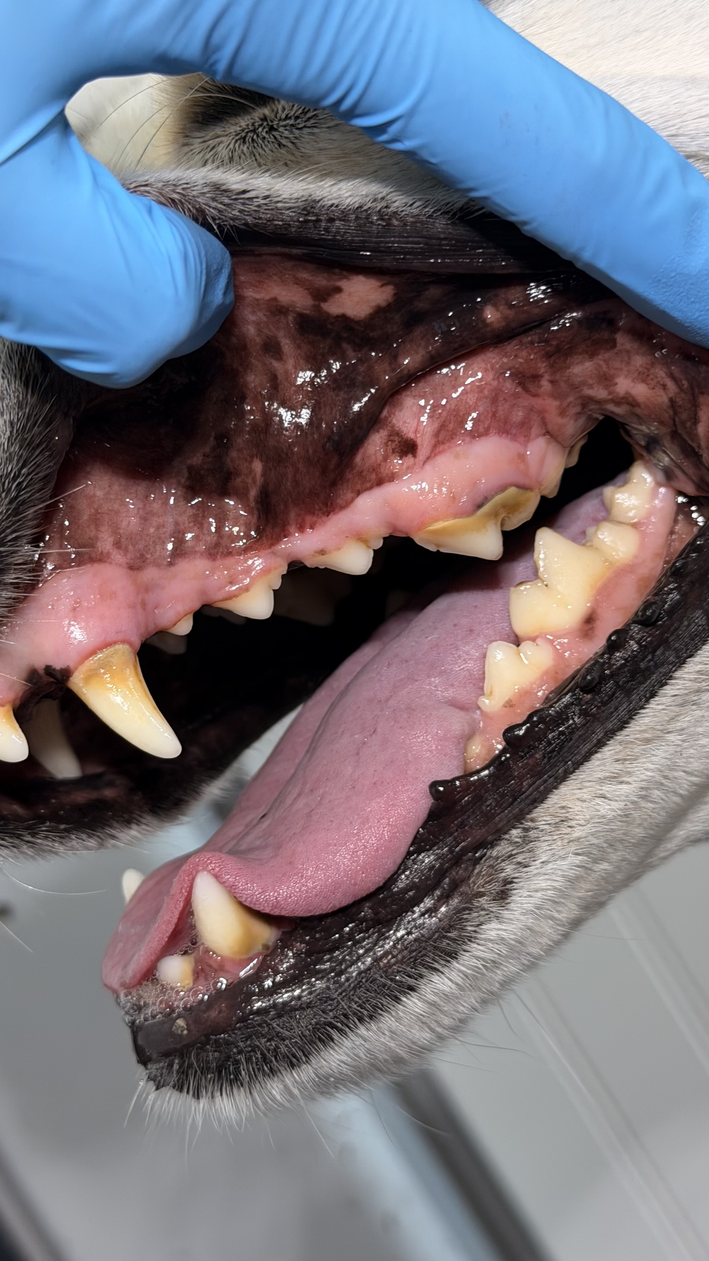 Before - Mild tartar buildup , no sings of periodontal disease 