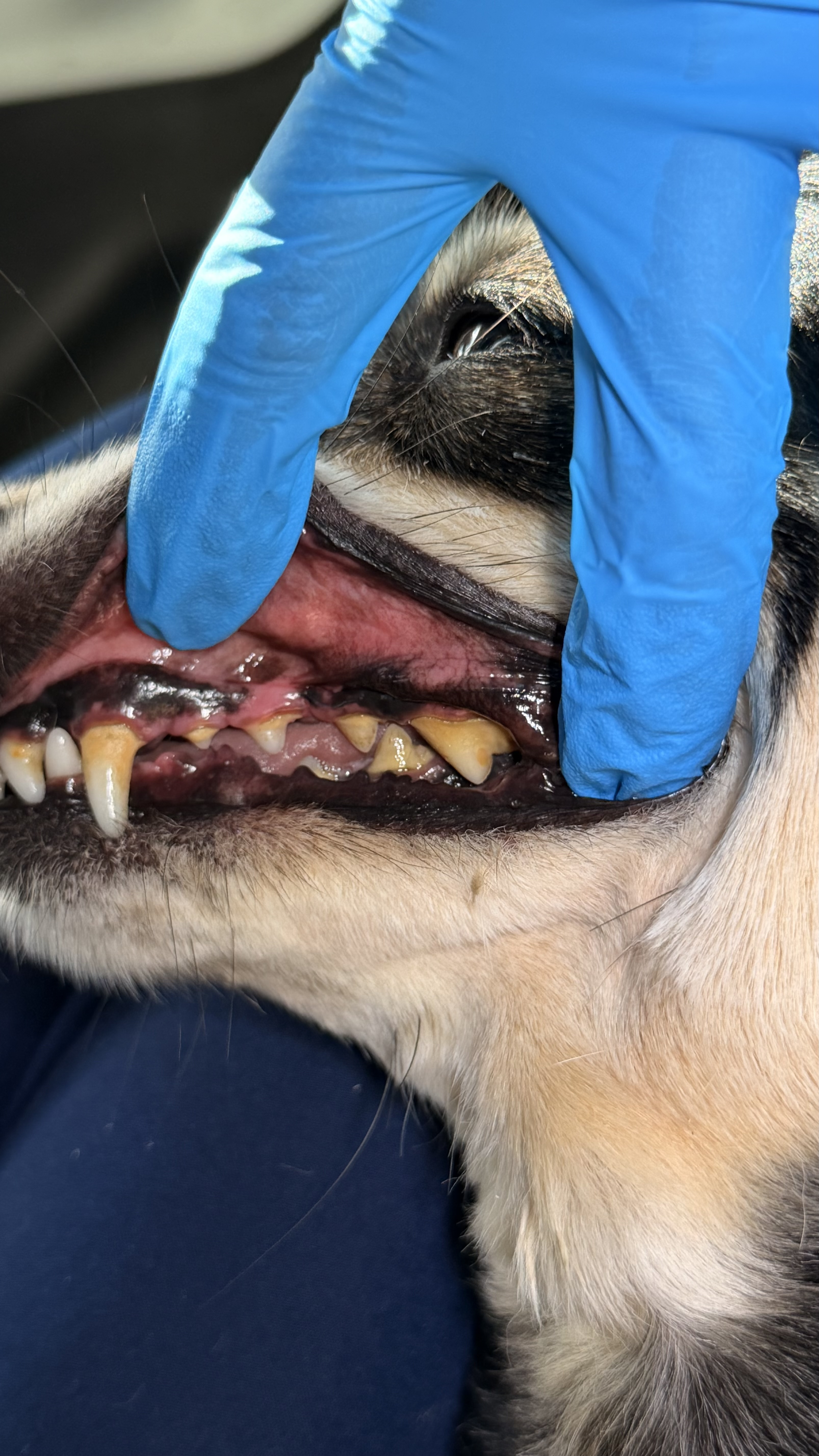 Before - Bye bye bad breath