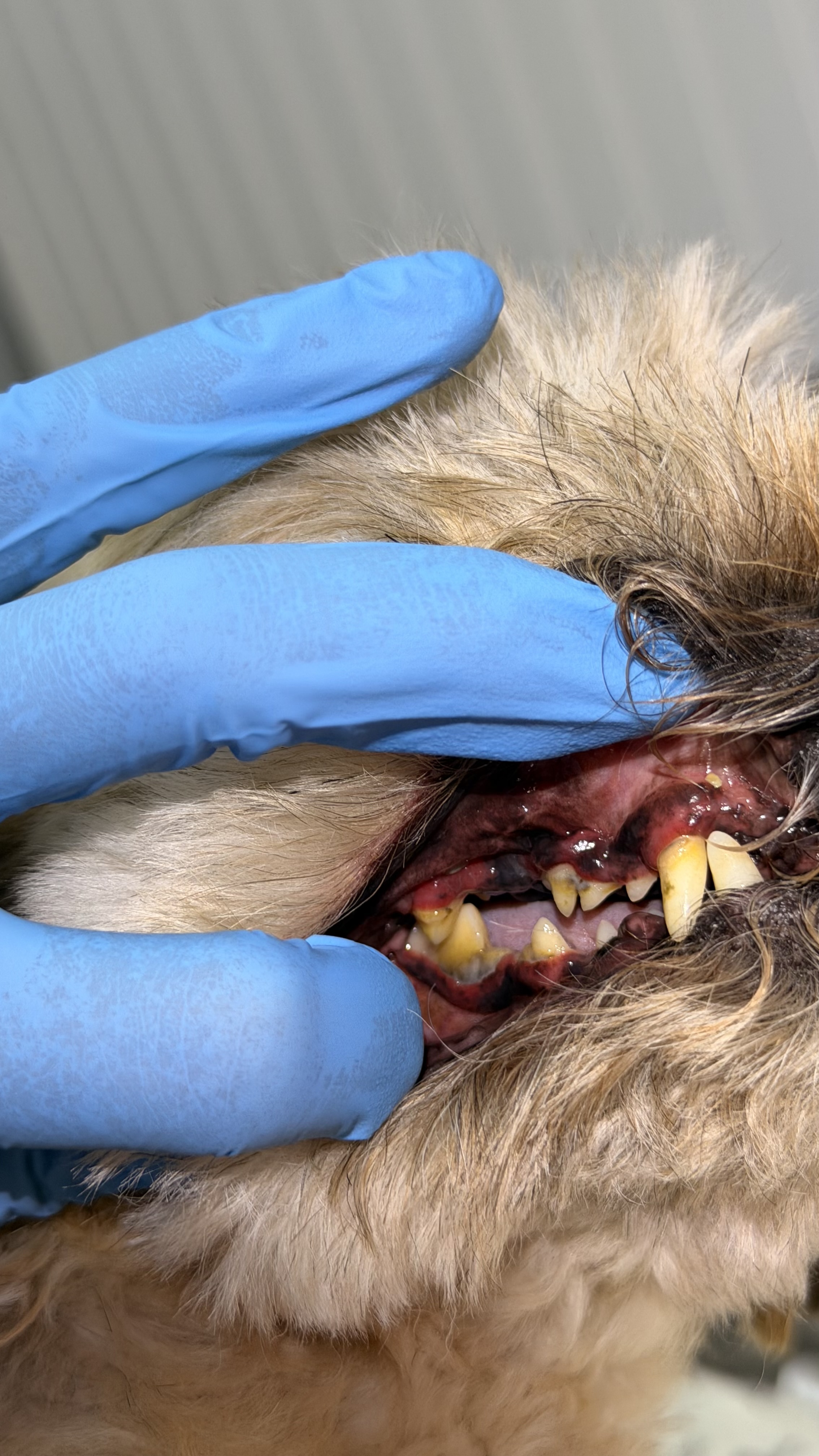 Before - Chewie 9 years old shorkie 