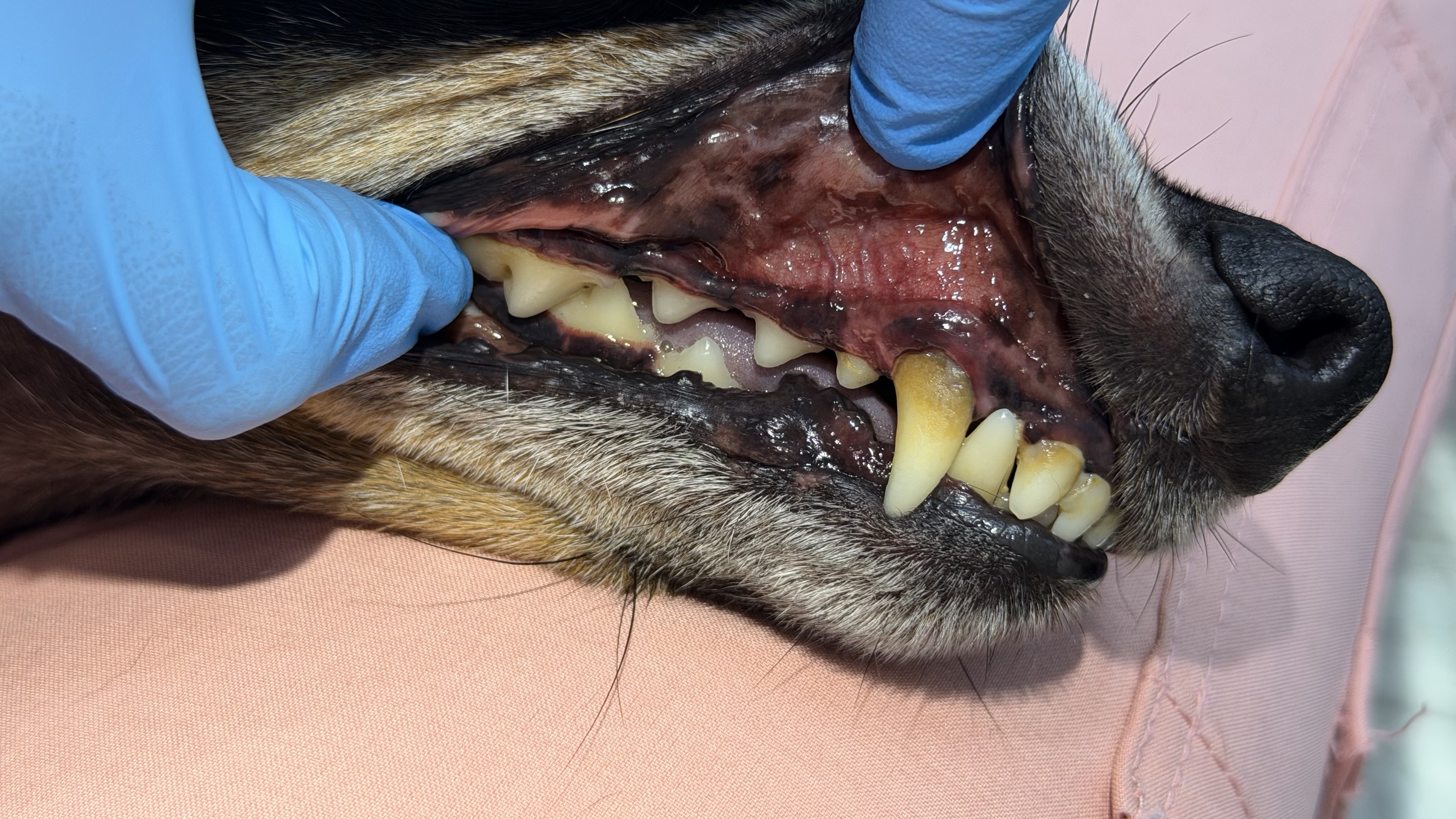 Before - Mild tartar removal right side