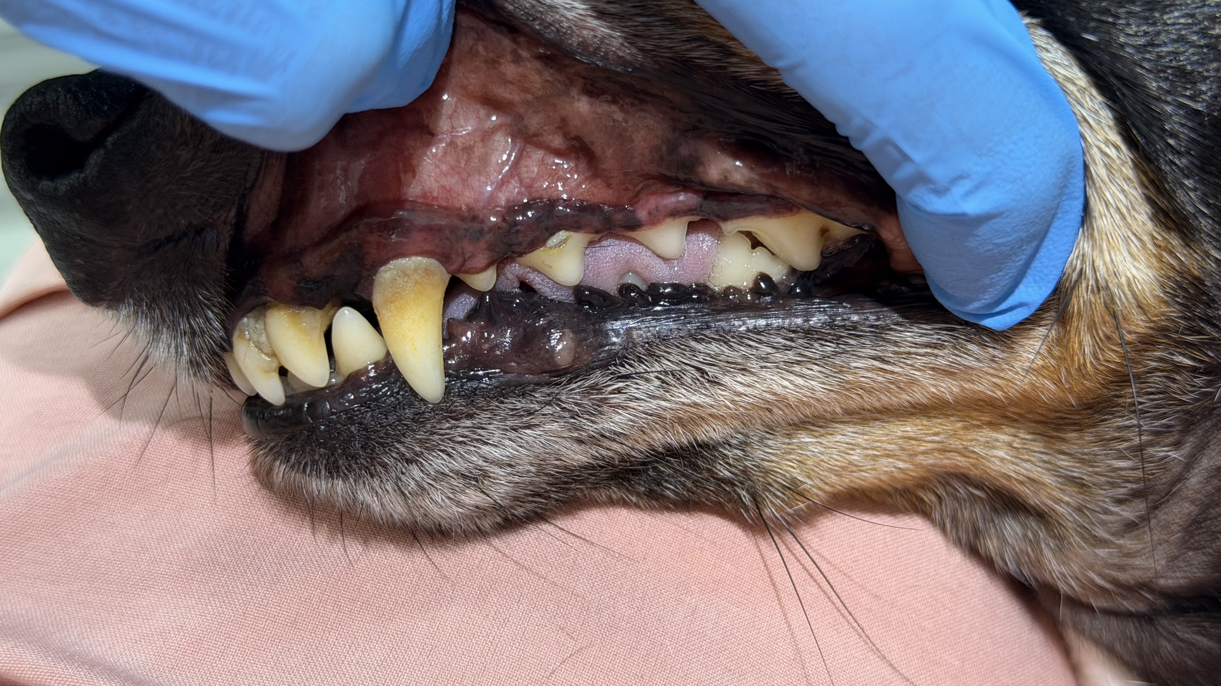 Before - Mild tartar removal left side