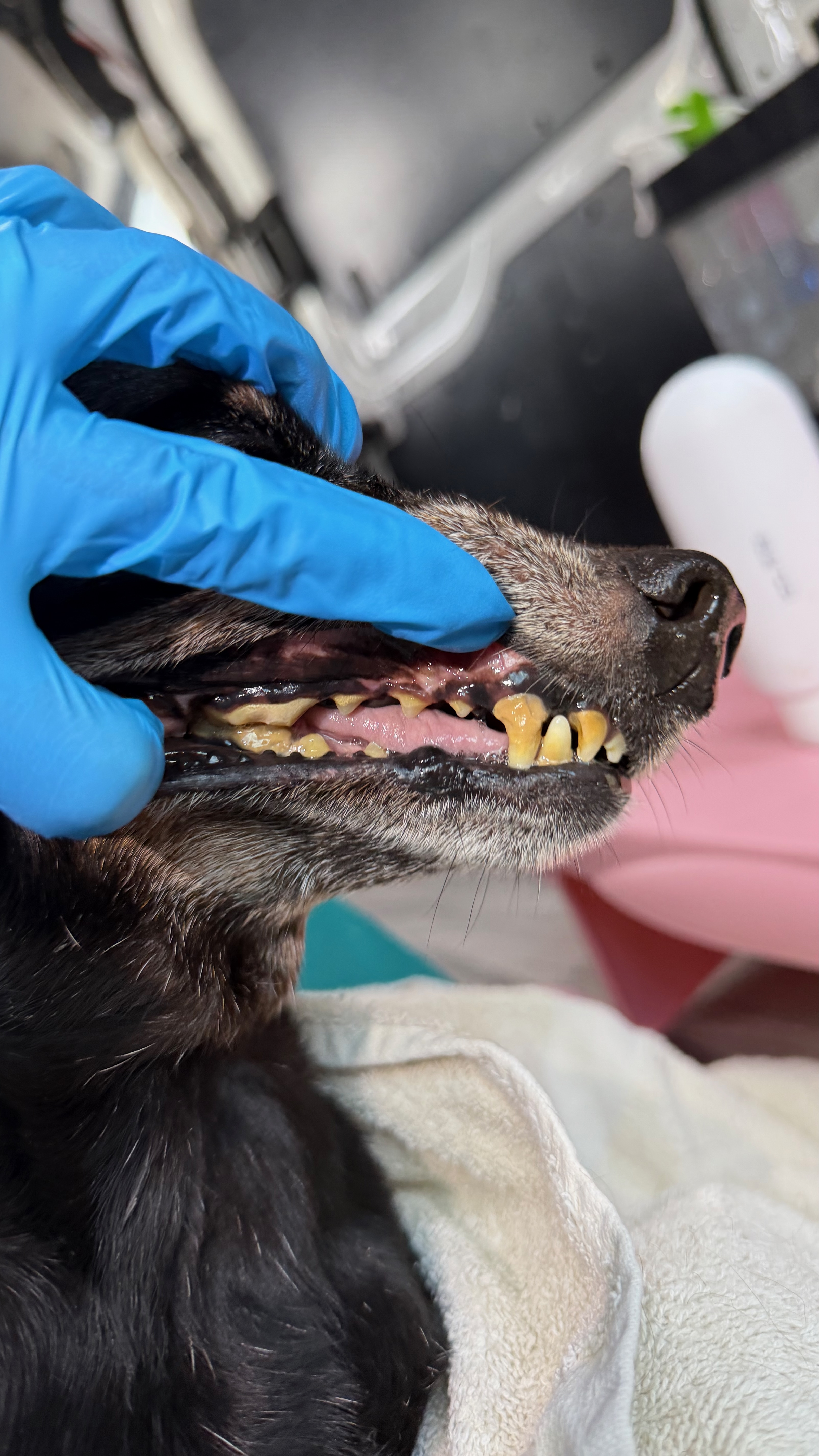 Before - Heavy tartar removal