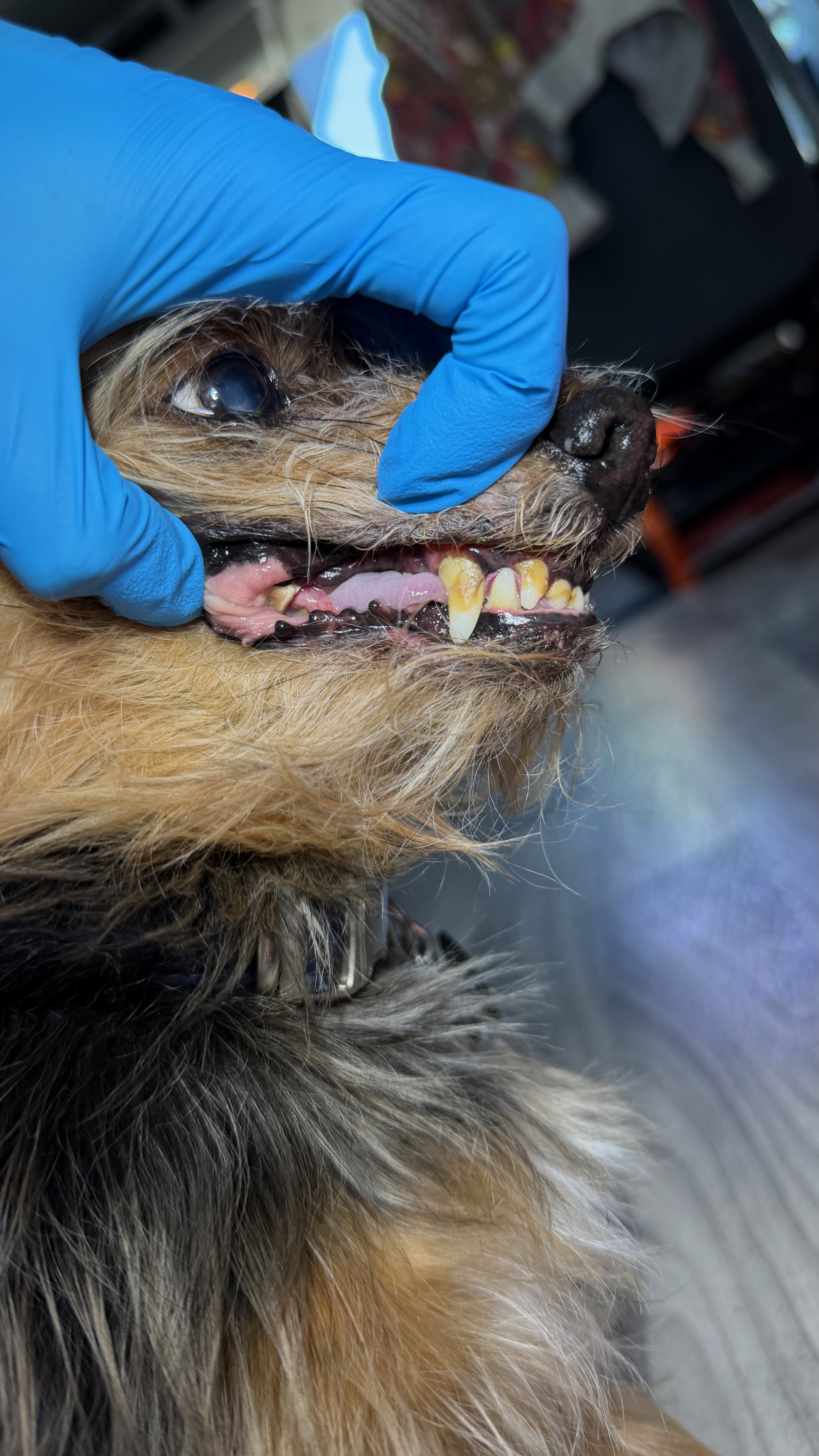 Before - Heavy plaque and tartar 