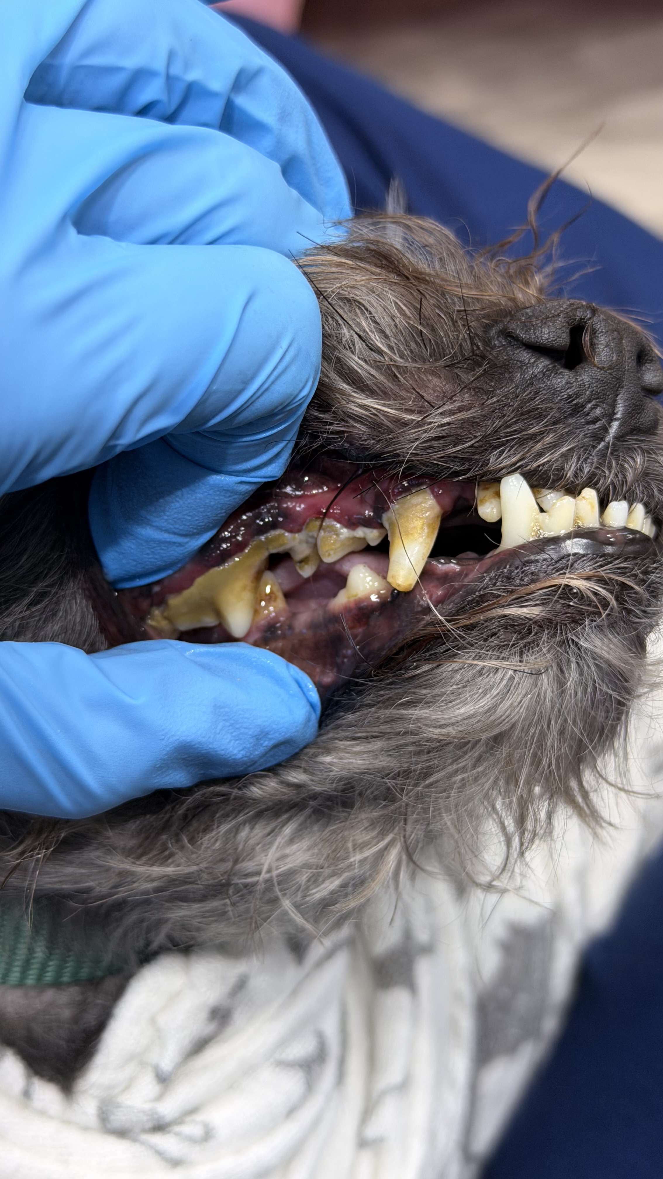 Before - Tartar Removal from 10 Year Old 