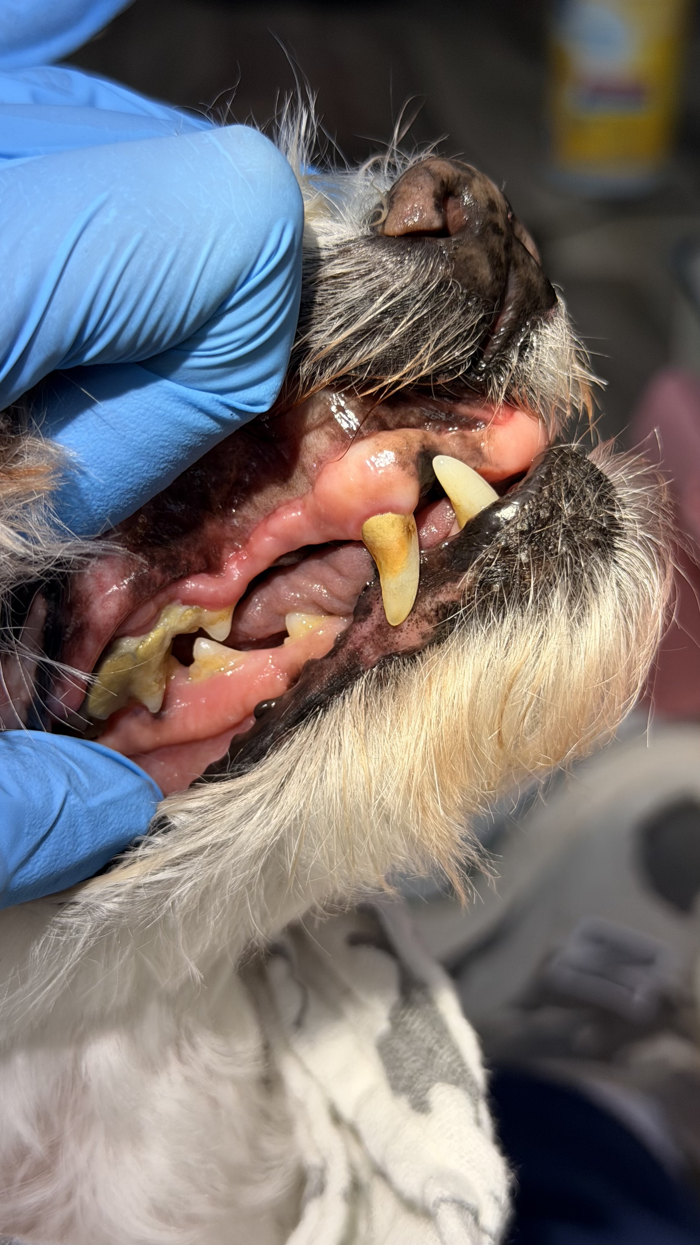 Before - Tartar removal 